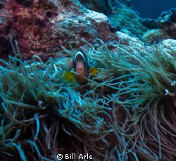 Osprey Reef, Coral Sea.   Canon G-10. by Bill Arle 